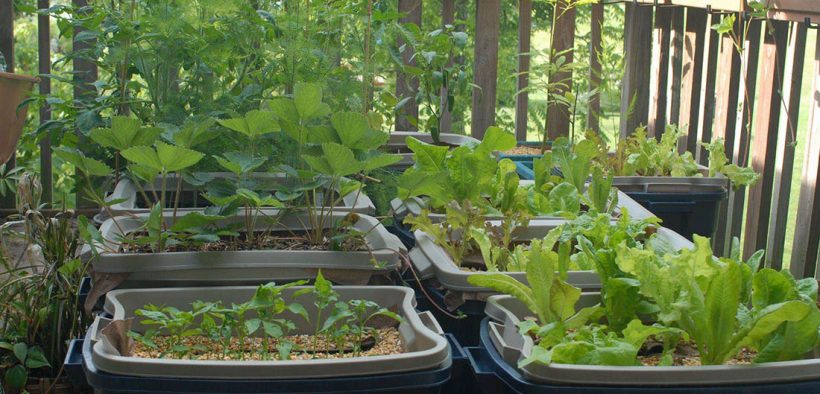 Step by step vegetable container garden