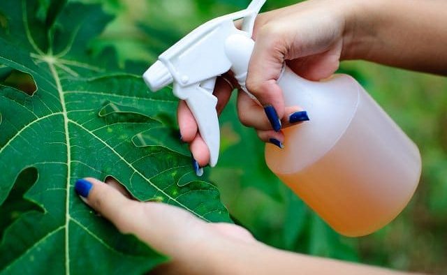 Natural Pesticide