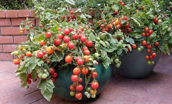 Starting a Container Garden