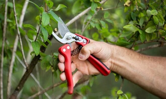 The KM-M Force model has a medium head and a small handle. In addition, its blade is coated with Teflon. This shear is designed for pruning green wood.
