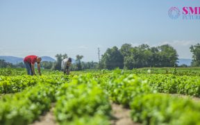 NGOs are helping farmers in doing Organic farming