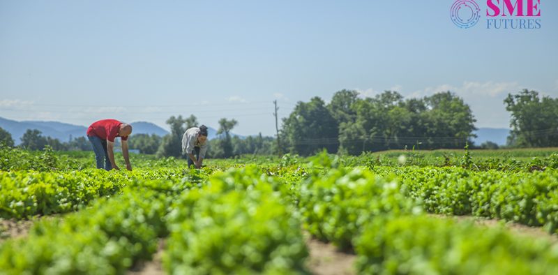 NGOs are helping farmers in doing Organic farming